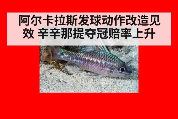 阿尔卡拉斯发球动作改造见效 辛辛那提夺冠赔率上升
